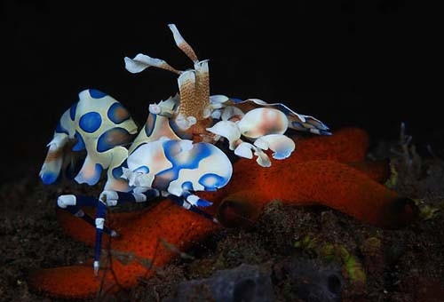 The Fish Guide - A Feeding Harlequin Shrimp