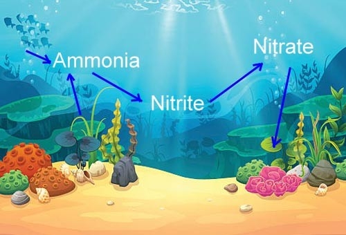 The Fish Guide - The Nitrogen Cycle
