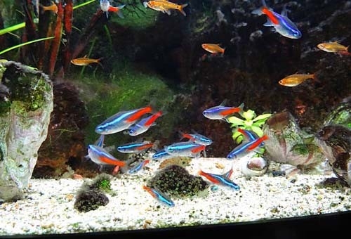 The Fish Guide - Tropical Fish Tank
