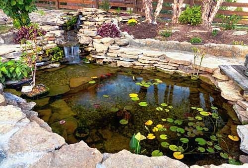 The Fish Guide - garden ponds